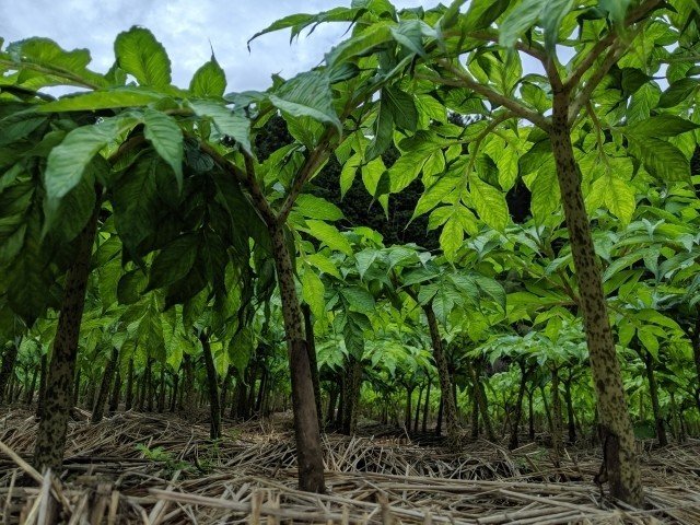 週末投稿 つれづれ有用植物 33 サトイモ科 コンニャク属 コンニャク Pingubanana Note