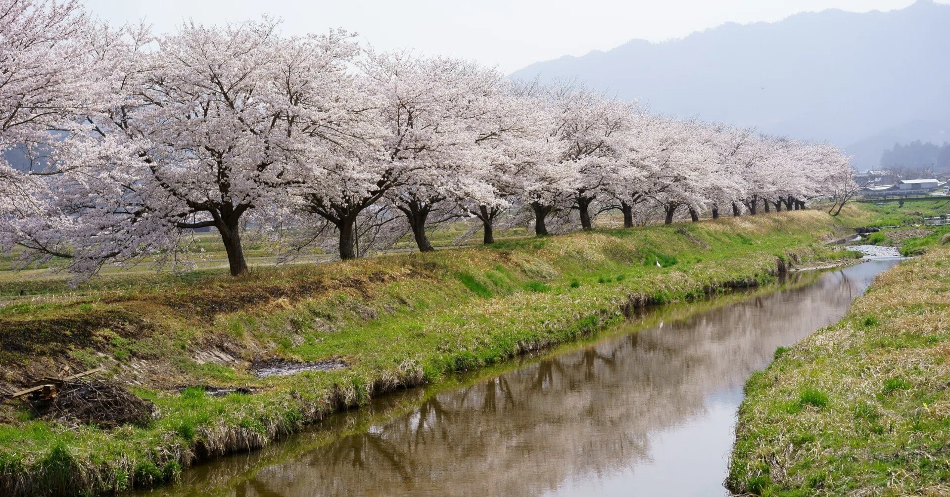 SAKURA memories ～ 風景編その1 ～｜hitoyasumi_hitoyasumi