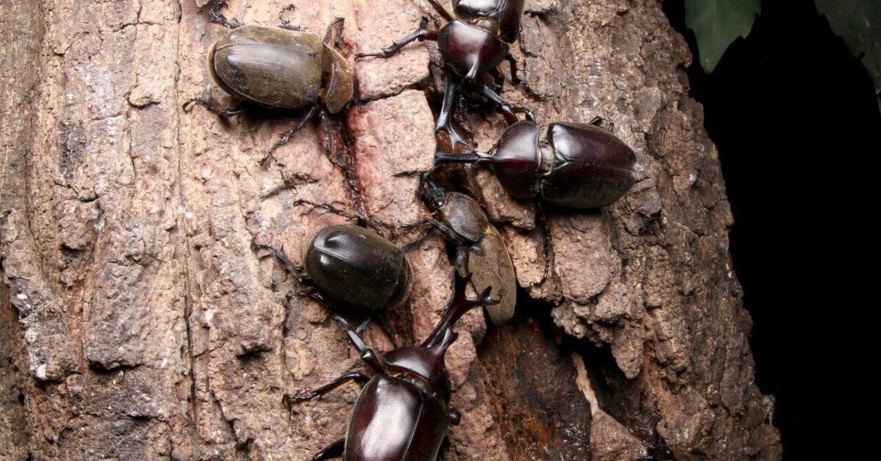【捕まえた分だけ】カブトムシ&クワガタ　 埼玉県]カブトムシとクワガタ捕まえた - YouTube