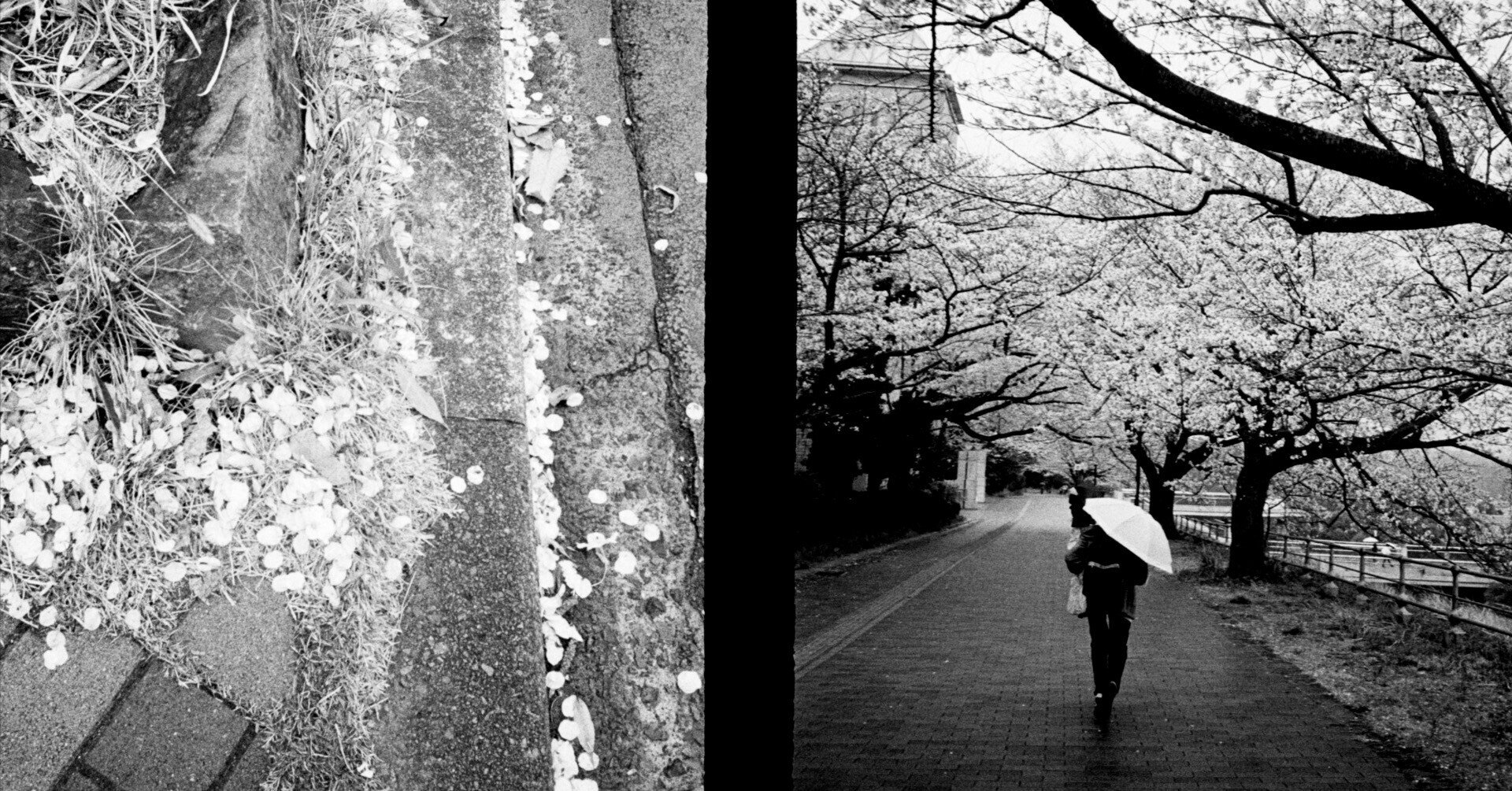PENTAX 17で桜狩|MOJA MOJA PENTAX 17で桜狩|MOJA MOJA