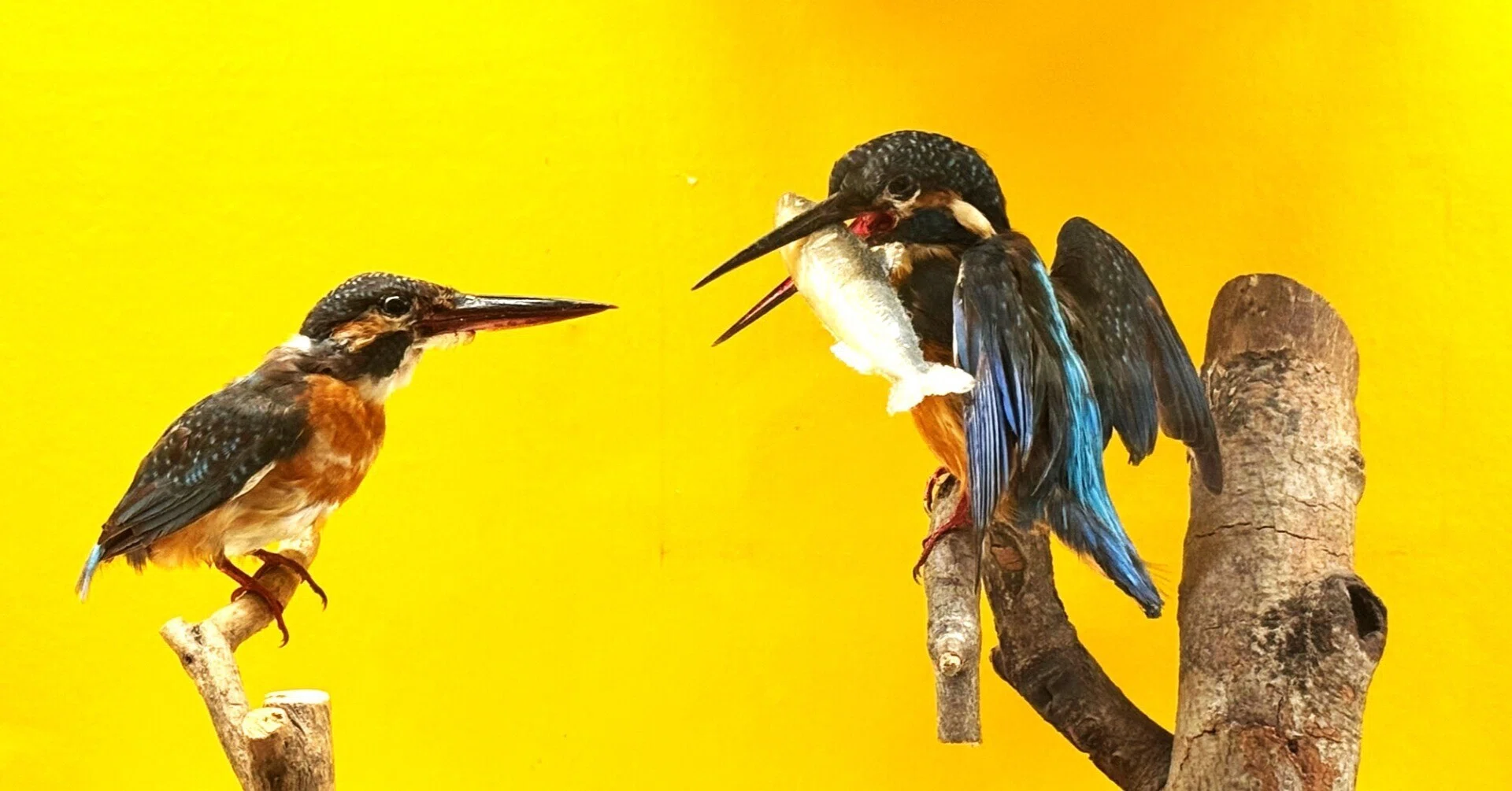 動き」を想像できるか？400種が集まる鳥展で見えた生命の条件