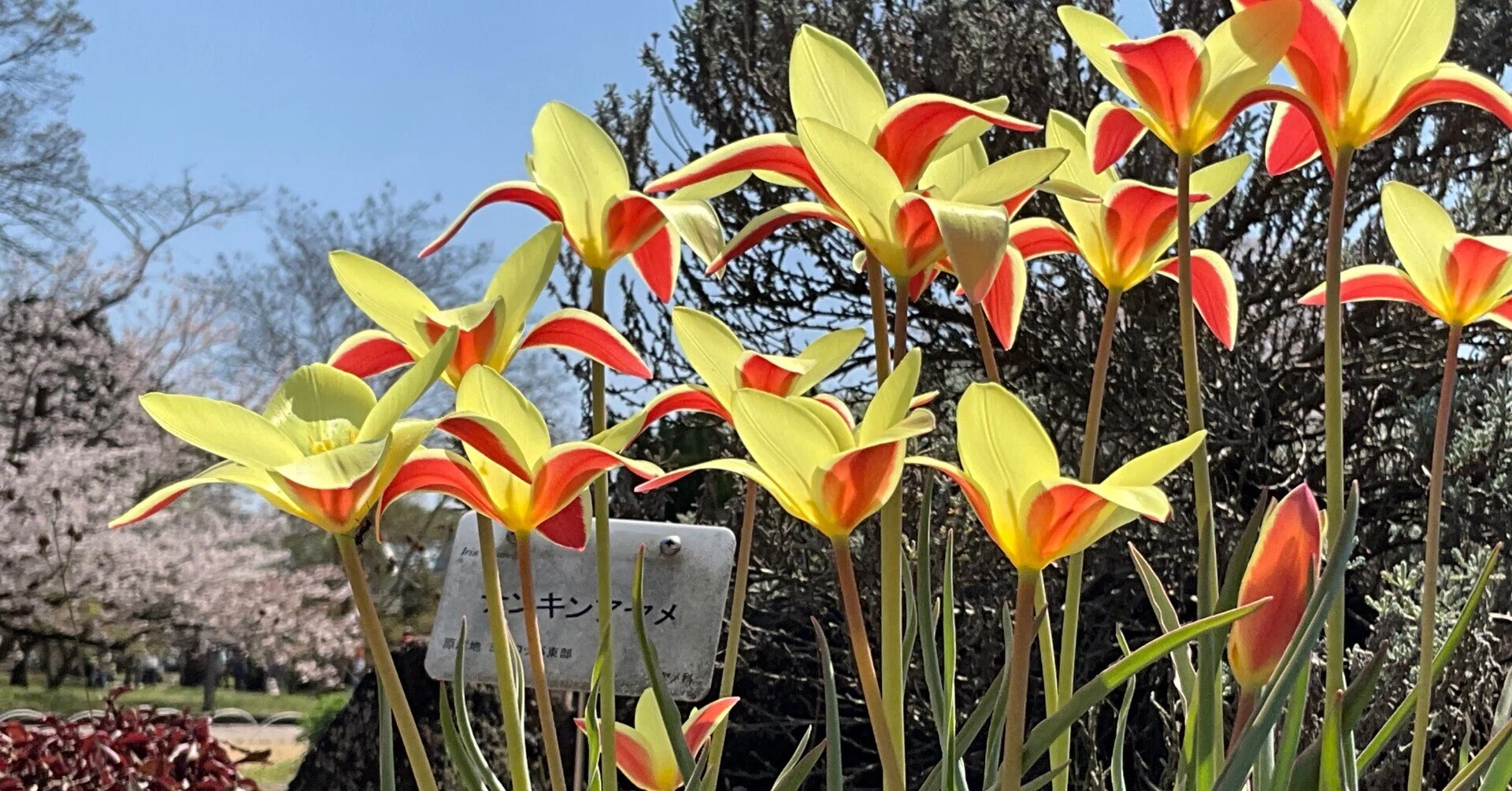 ツーリパ・クルシアナ 'チンカ'（京都府立植物園）：2026年4月3日（金