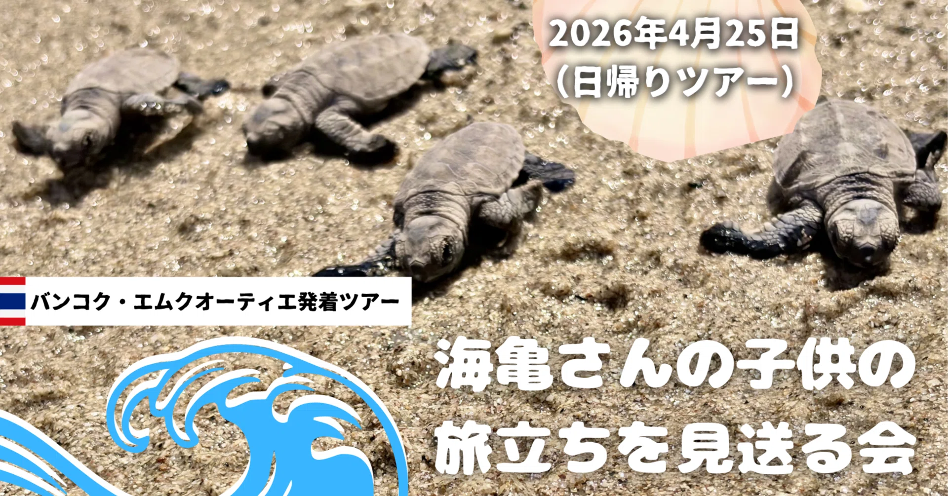 バンコク日帰りツアー/特別企画】ウミガメさんの子供の旅立ちを見送る