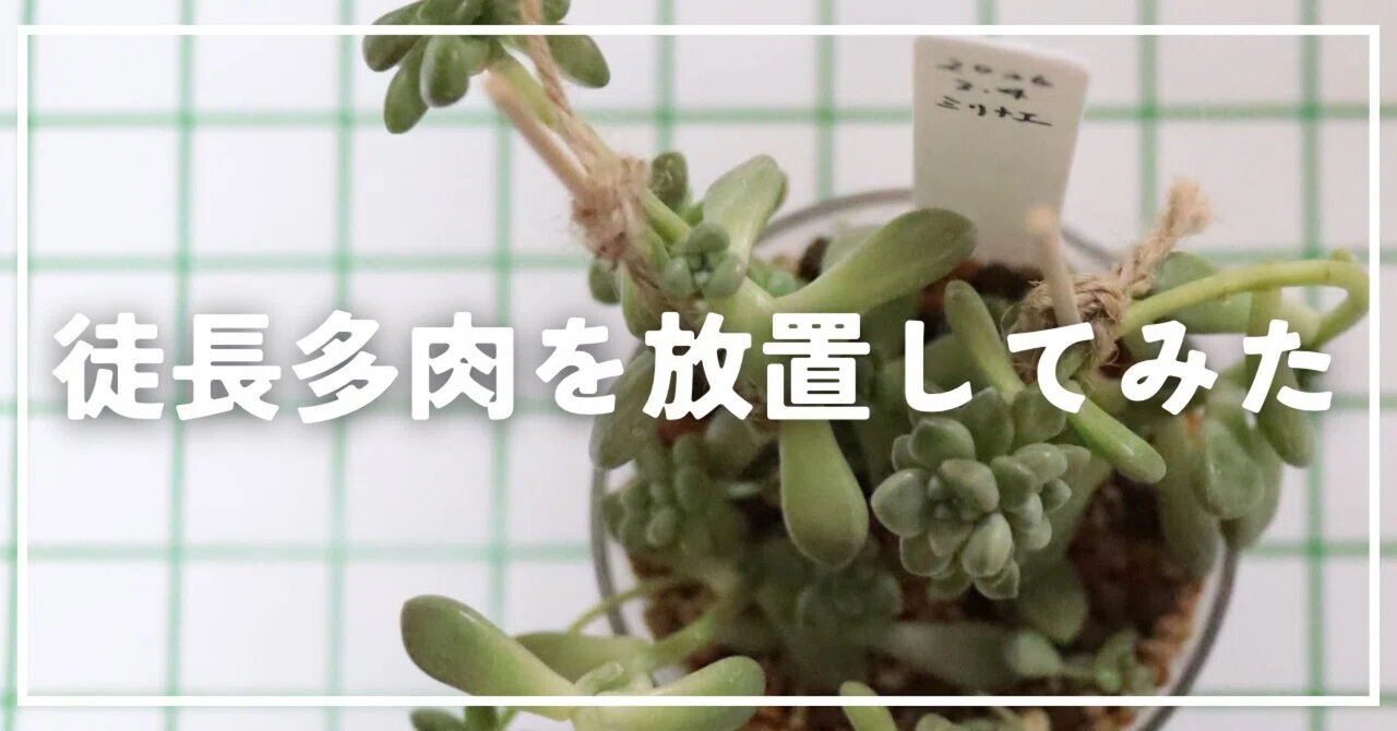 初心者が徒長した多肉植物を1ヶ月室内で放置した結果｜ナカガワ|机で