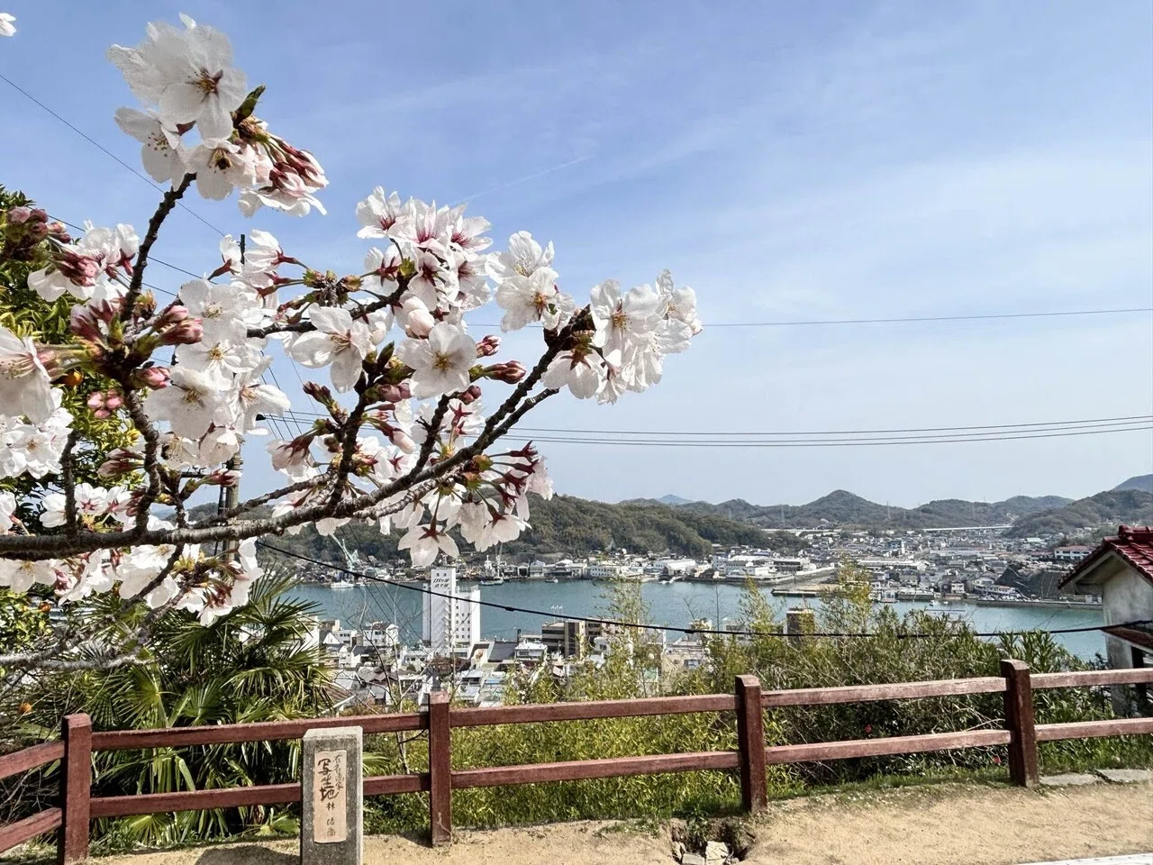 さくら咲く尾道を歩く｜しのあ. /ひとり旅