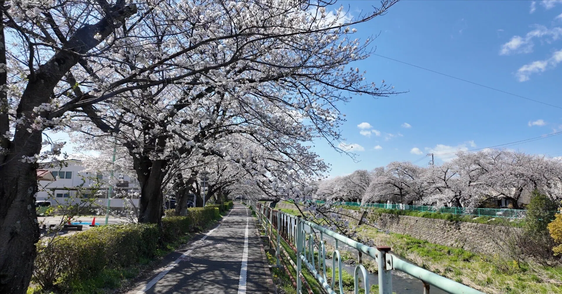 香流川緑道】桜のトンネルが満開 — 名東区の穴場花見スポットを歩く