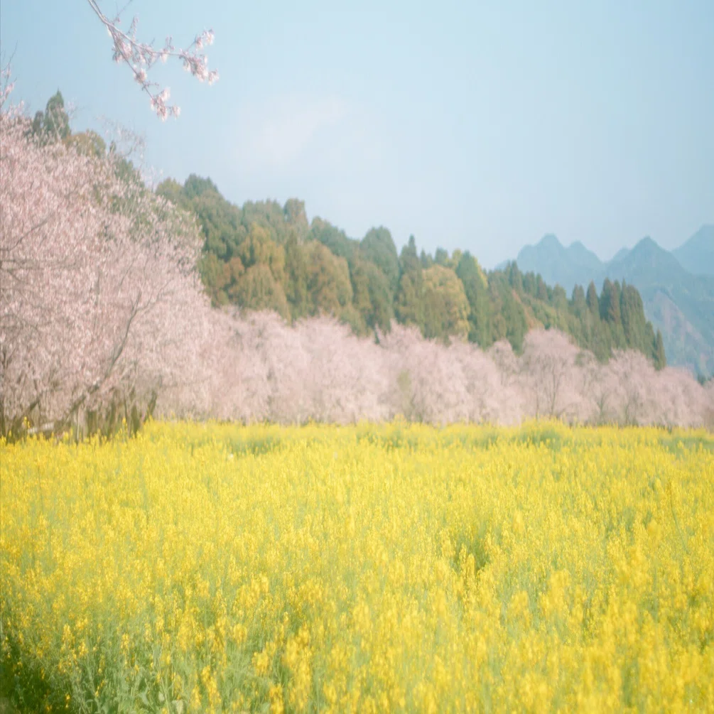 桜と菜の花を観に行きました。【α6700 ＋ オールドレンズ ＋ フィルム