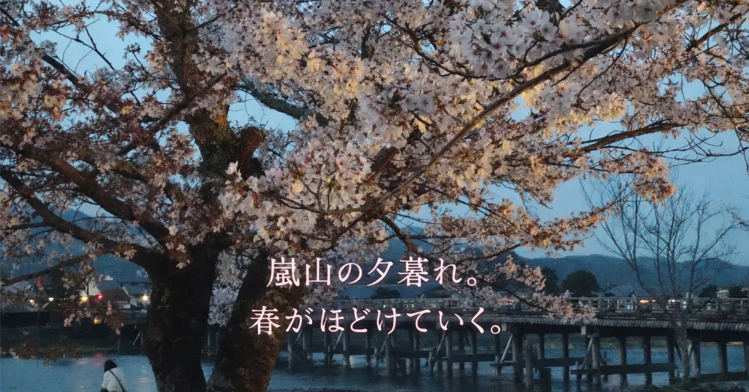 嵐山の夕暮れ、桜は静かに終わりを美しくする。｜カトラス・映画と物語