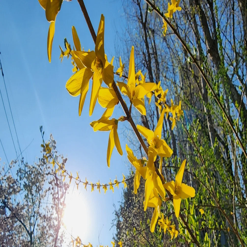 くずし字ドリル 百人一首44つづき｜よめるjyo