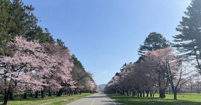 桜が満開の二十間道路が、避難渋滞で埋まる日——「千島海溝・日本海溝地震リスク」とBCP