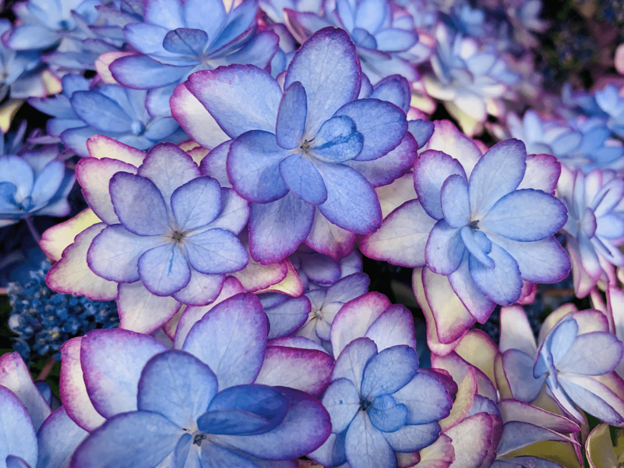 紫陽花の季節｜ももか