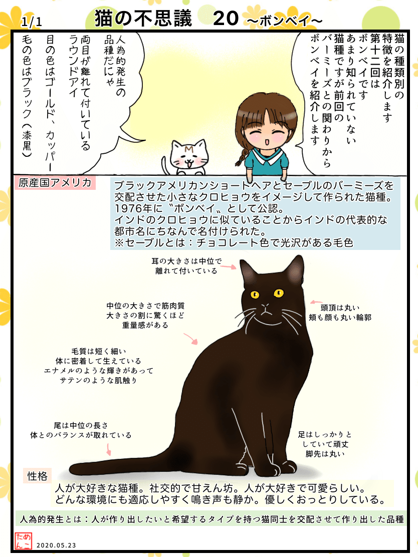 猫の不思議 ボンベイ めこたん 漫画 イラスト Note