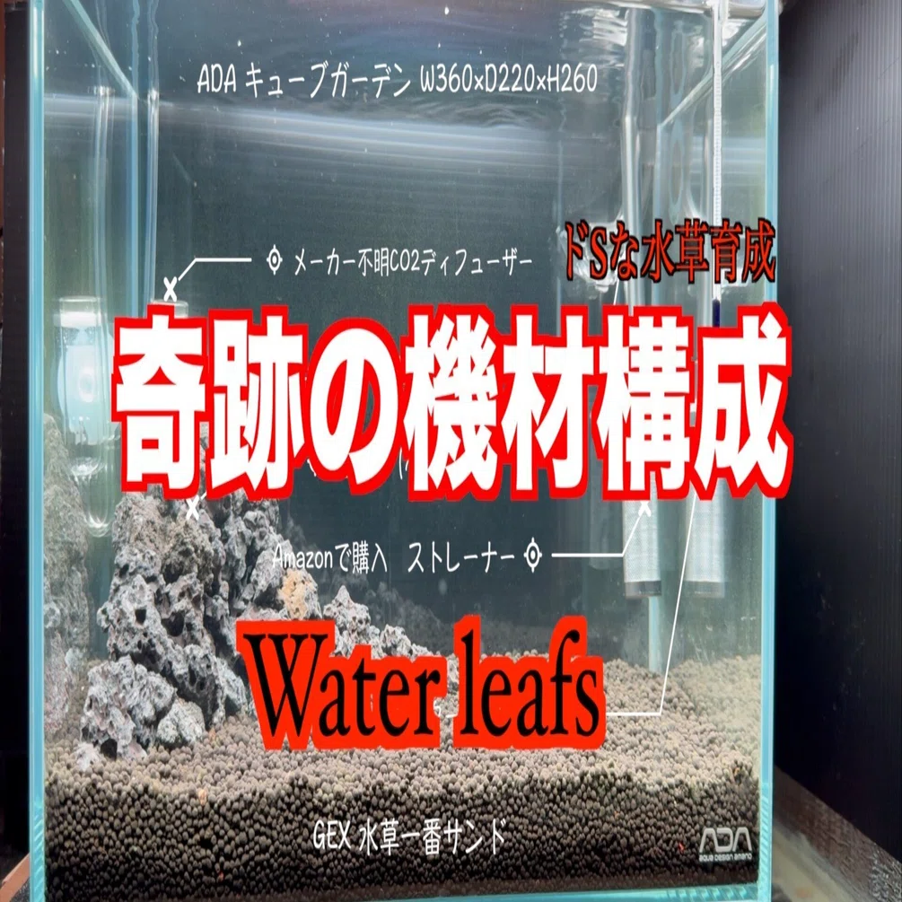 激ムズ！ドSな水草を育てる機材構成｜waterleafs