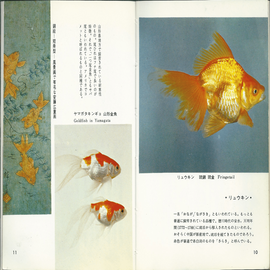 第34巻 金魚｜colorbooks_cafe