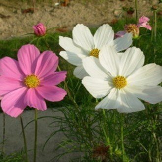 秋野桜 Note 秋野桜 Note