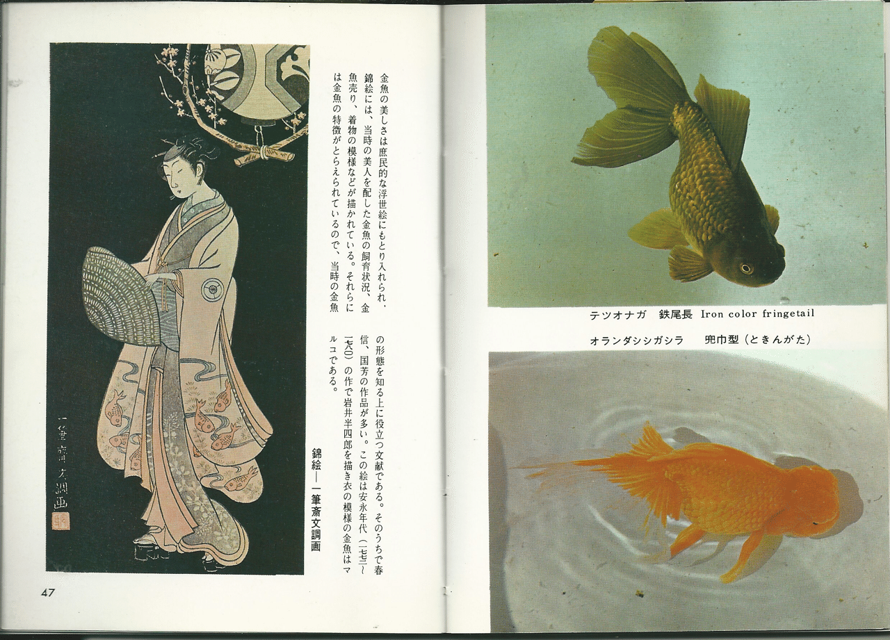 第34巻 金魚｜colorbooks_cafe