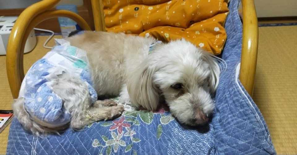 おじいちゃん犬のつぶやき てち Note