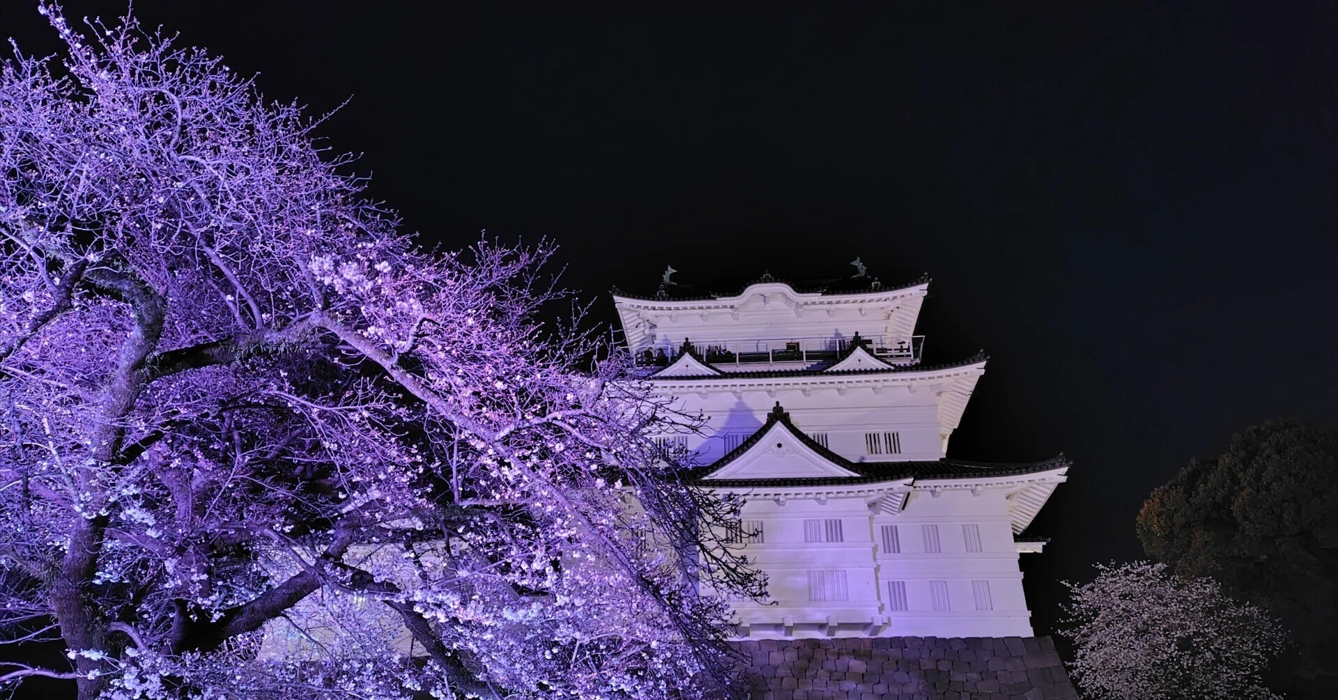 🌸花見巡り：小田原城＆弘法山｜Picorin