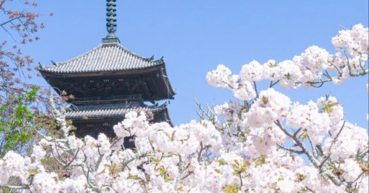 Towards Nirvana Under the Spring Sky Cherry Blossoms | Free-form Haiku ...