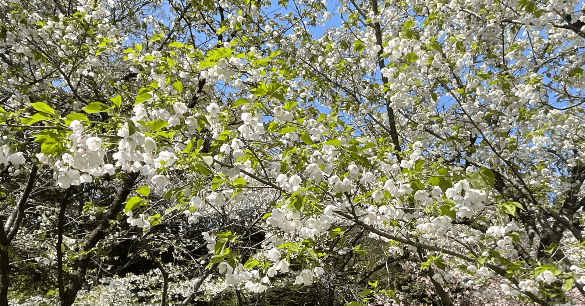 オオシマザクラ（京都府立植物園）No.30：2026年4月5日（日）｜藤井