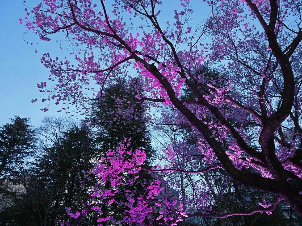 夜桜ゴシック｜nyalra
