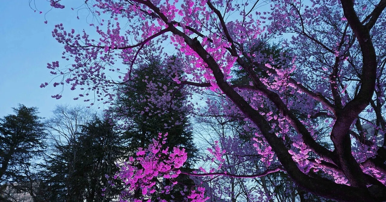夜桜ゴシック｜nyalra