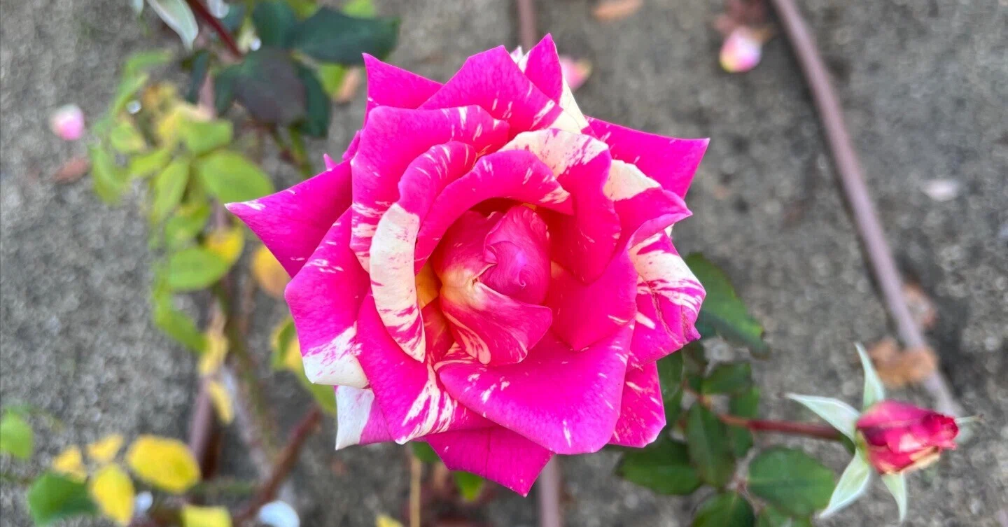 🇫🇷マルク・シャガール（Marc Chagall） 🌹中之島バラ園｜ぱぽにゃん🌹🌳