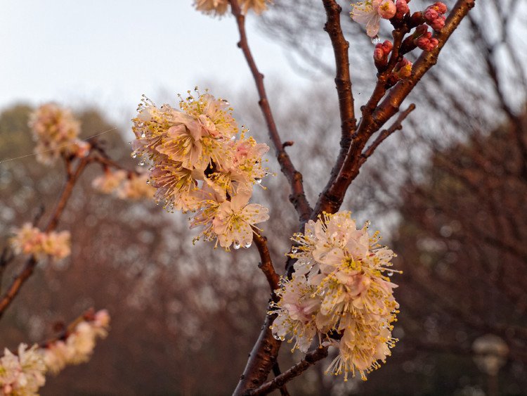 高尾さくら公園