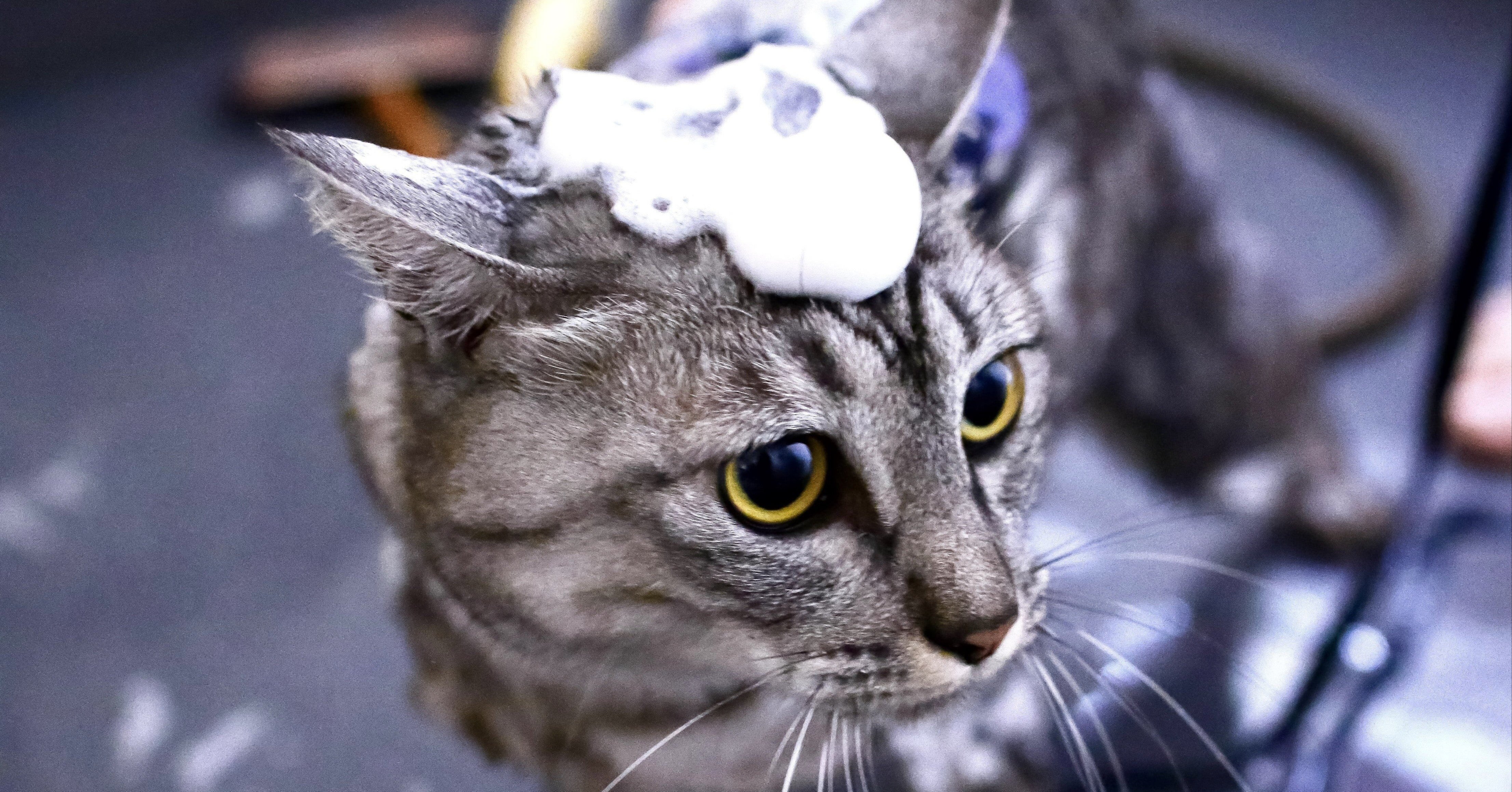 グルシャンについて真面目に考える 故 Note