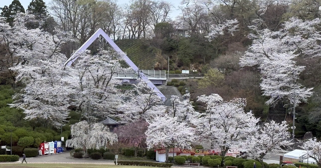 桜満開を堪能｜えこ