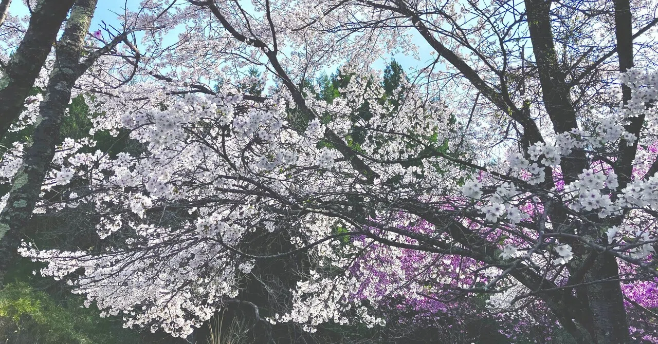 Spring Songs🌸Love Songs🌸Cherry Blossom Songs🌸A song I recommend