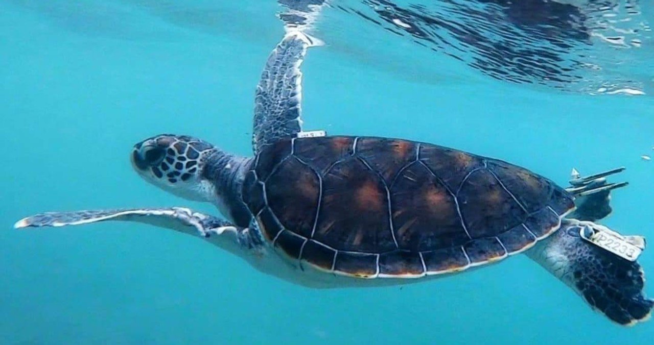 自然のウミガメ、草原のひみつ　バラ 水平思考クイズ】ウミガメのスープの問題集 Part 2 | Qyuzu