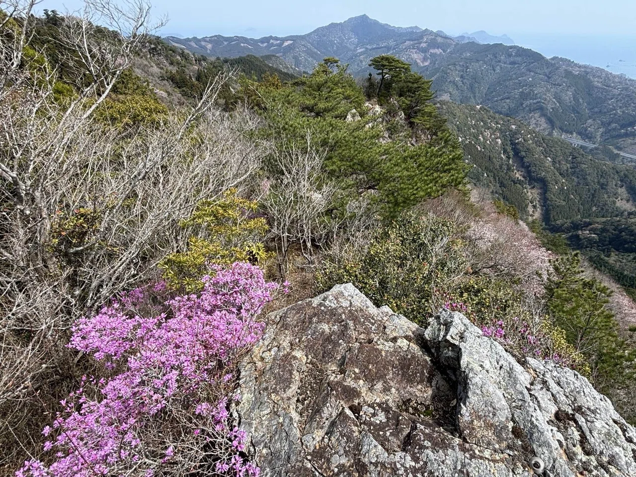 ツツジ速報B27.尺間山｜sasayan
