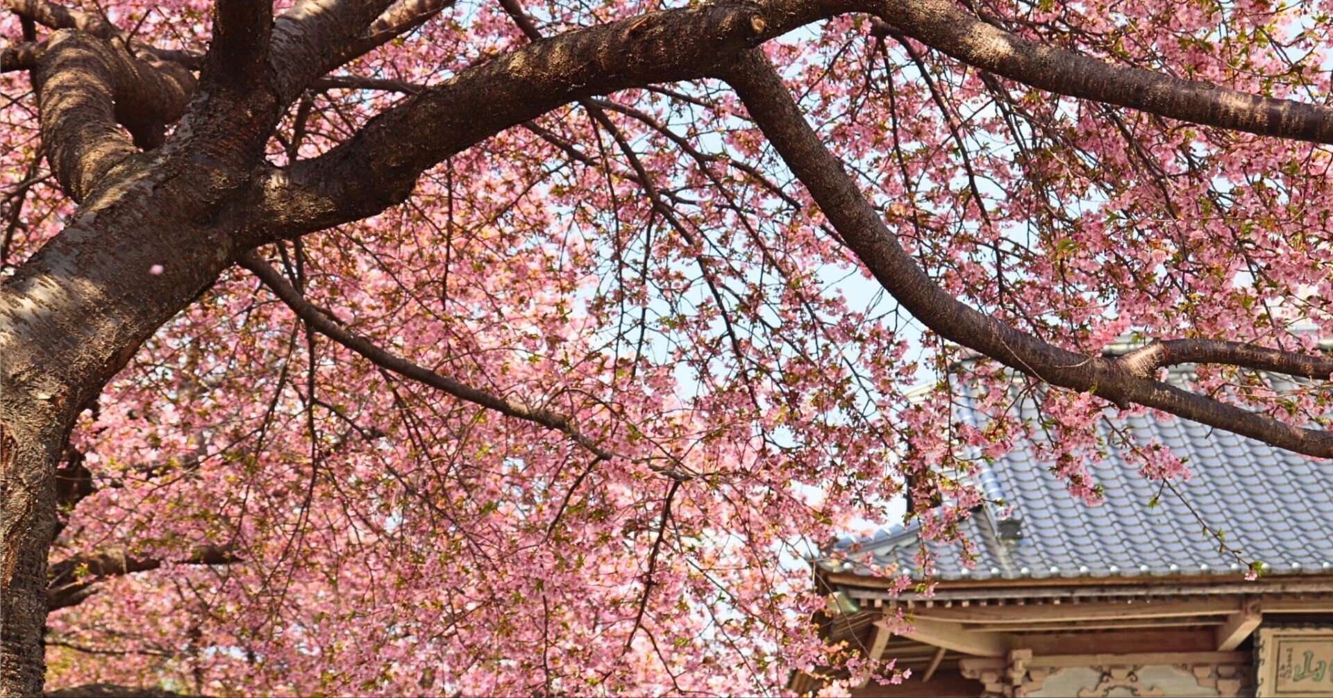 桜ライン311」の河津桜が咲いていましたよ｜岩手県立高田高等学校