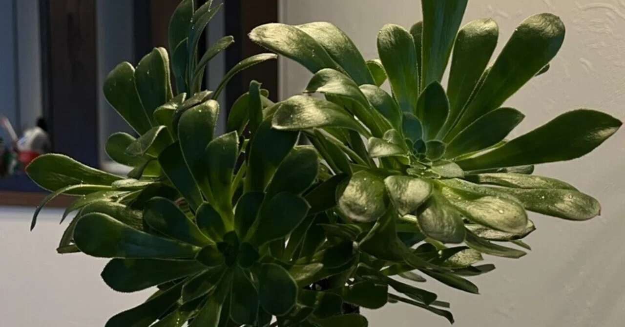 Complete Guide to Growing Aeonium 'Sunburst'｜XXX