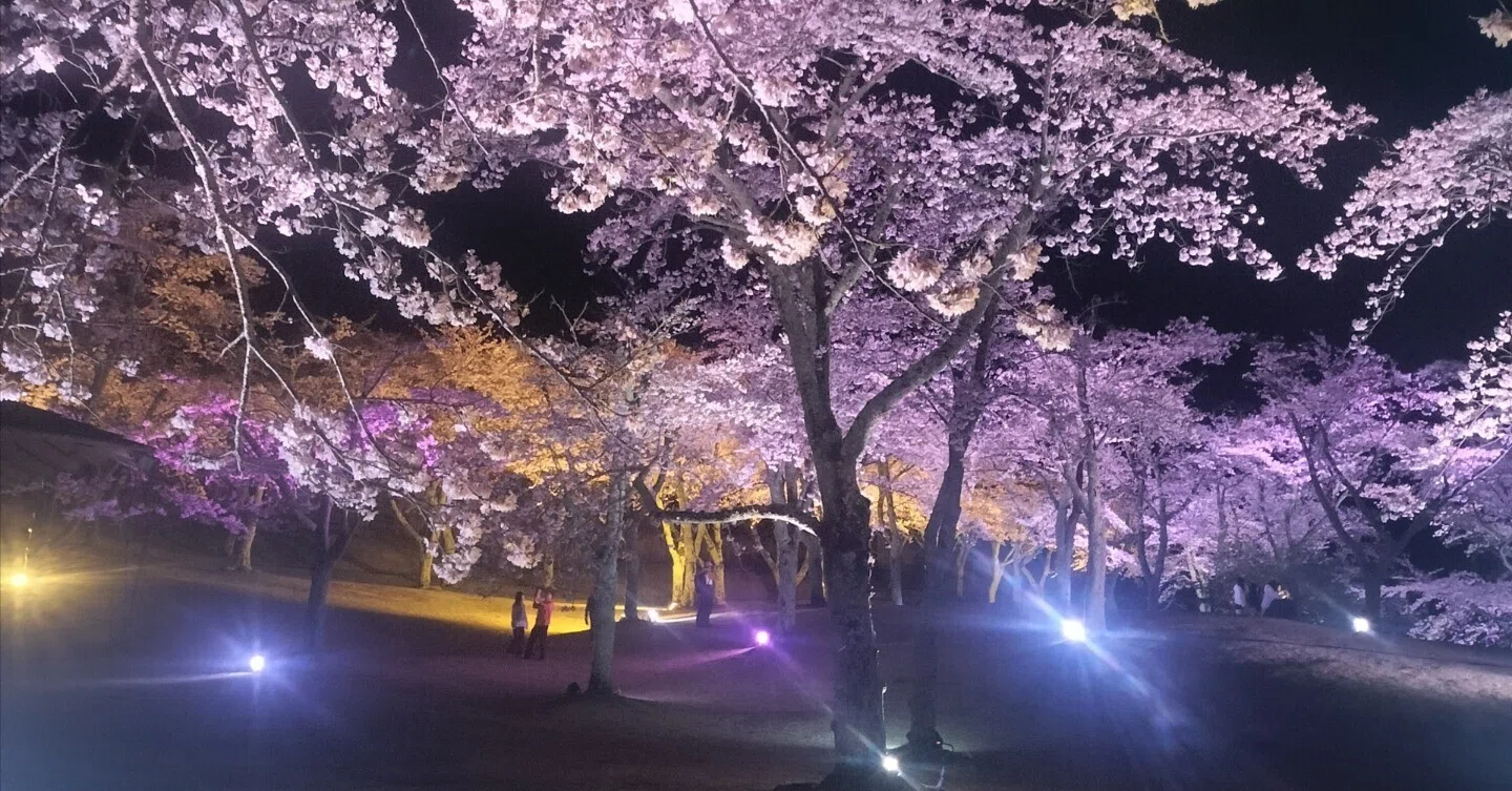 伊豆高原の桜/さくらの里/夜桜/シニア移住｜ひまわり/田舎暮らし
