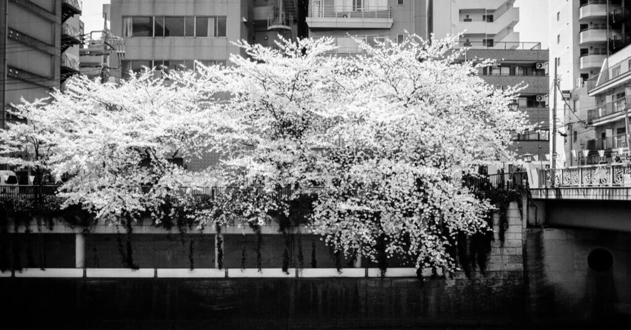 川面に映る桜色｜kamoko