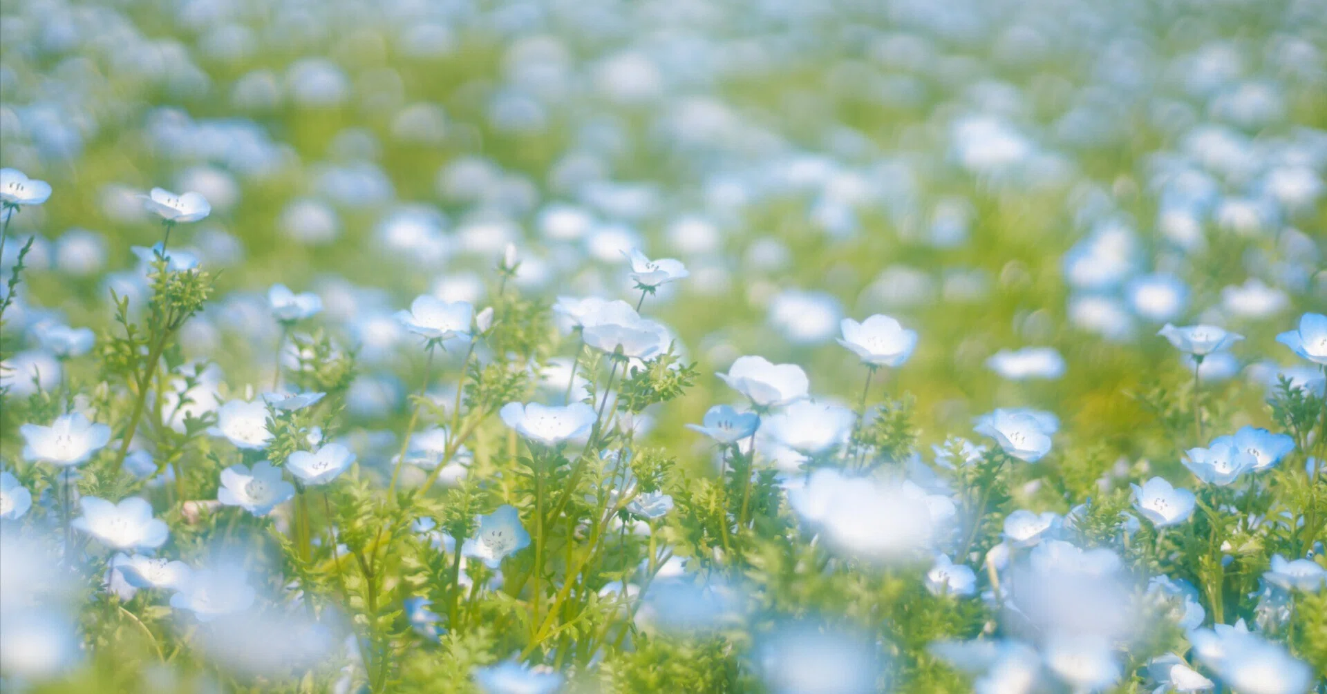 夜空とネモフィラ ネモフィラを観に行きました。【α6700 ＋ オールドレンズ ＋ フィルム