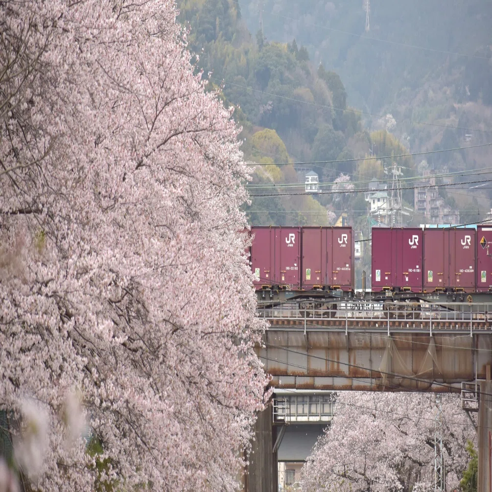 34 Cherry blossom ～桜を求めて～｜青の旅人S｜鉄道ブログ