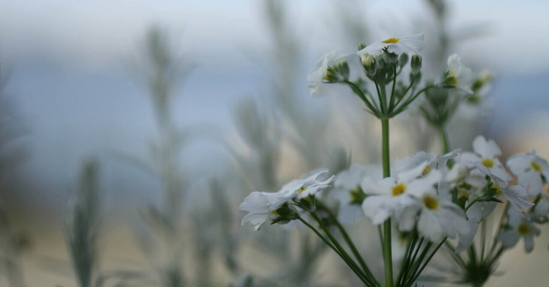 経験という生き物