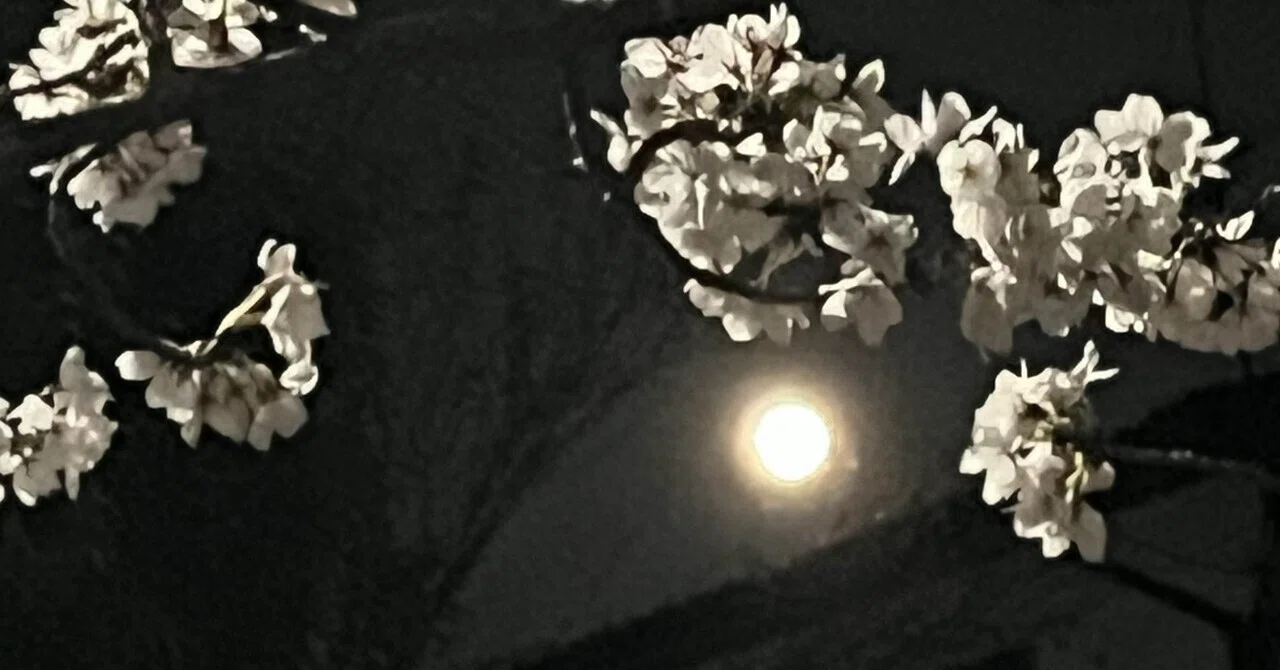 桜満月🌸🌕🌸｜鳳花(ouka)