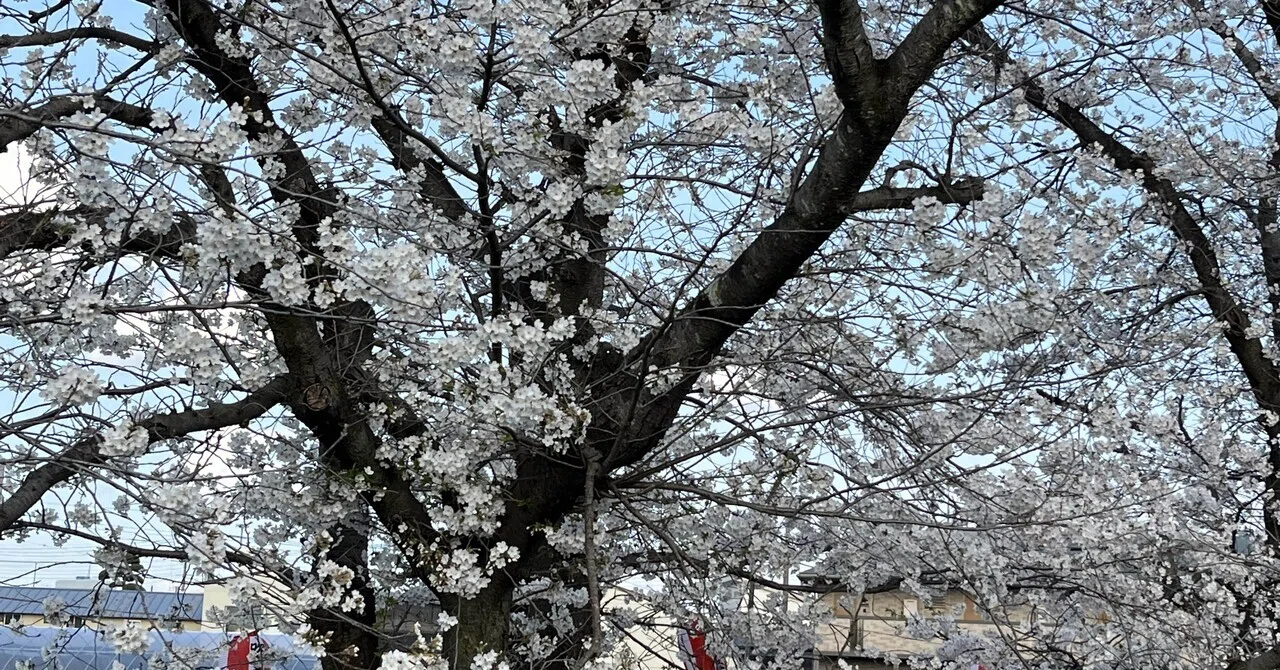 桜満開 桜満開🌸｜mine