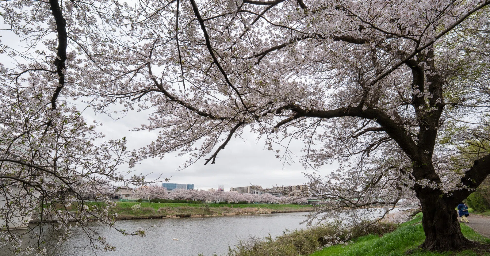 千葉県】八千代市・新川千本桜｜フォトグラファー KAORU