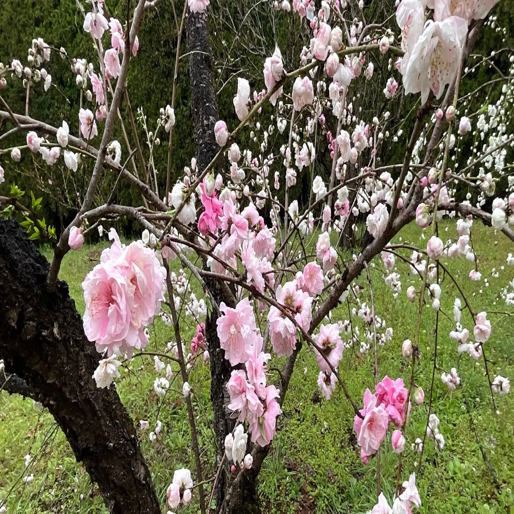 源平枝垂れ桃（京都府立植物園）：2026年4月4日（土）｜藤井秀昭