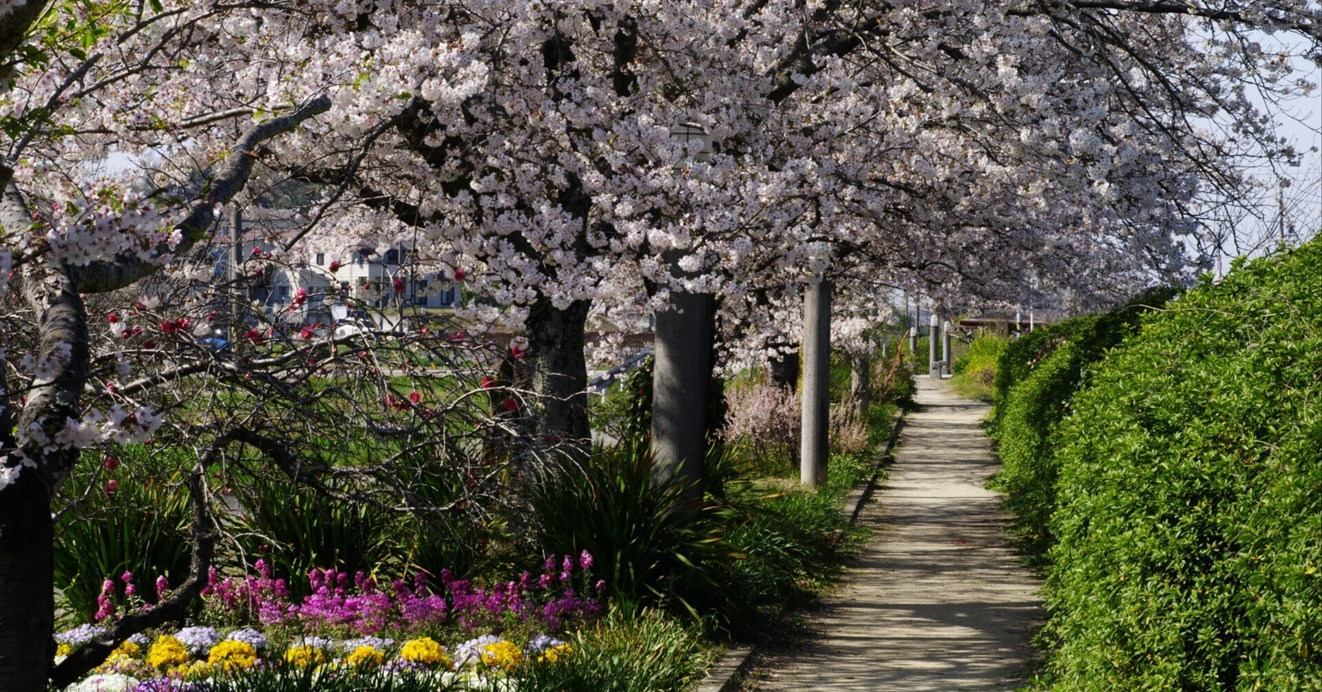 桜咲く佐布里パークロード ～撮影旅行よもやま話集～｜綺麗な風景写真