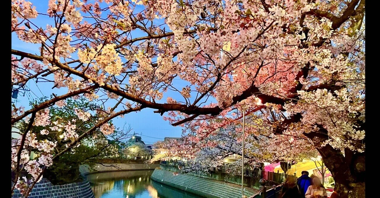 夜桜🌸｜ronchanchan