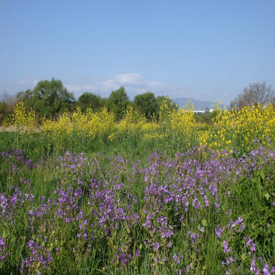 野草の可能性を求めて/ 東 昭史｜YASOUEN