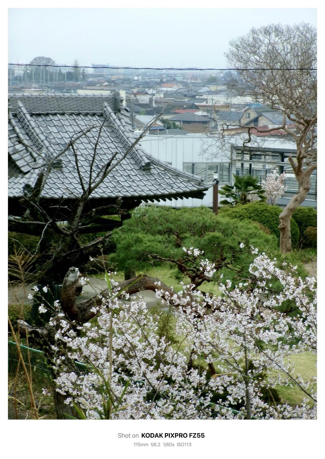 桜②様　ご確認用ページ 今日の1枚(2枚) #33「曇り空の桜」 Kodak Pixpro FZ55｜ema_photo