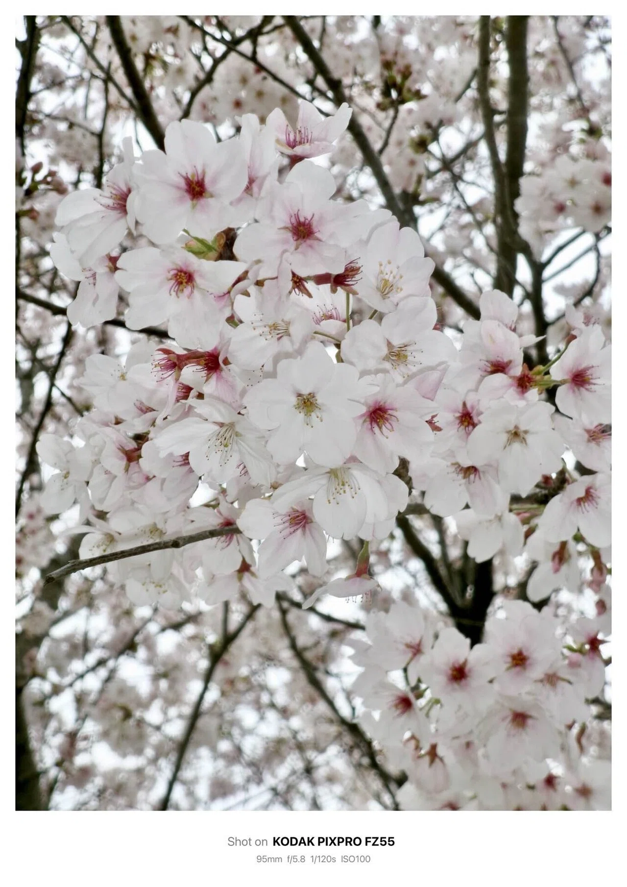 今日の1枚(2枚) #33「曇り空の桜」 Kodak Pixpro FZ55｜ema_photo