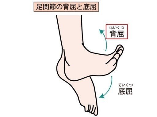 足関節底屈運動の 重要性とバイオメカニクス たくみロドリゲス 理学療法士 Note